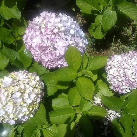 Organic Garden Πανσιόν *