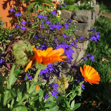 Organic Garden Πανσιόν Φουνκάλ