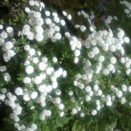 Organic Garden Πανσιόν